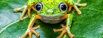 Žába Agalychnis lemur Foto: John P Clare Flickr