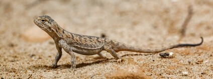 Foto: Miroslav Bobek / Zoo Praha