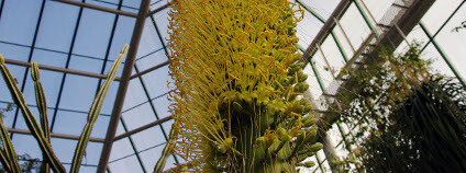 Rozkvetlá agáve v liberecké botanické zahradě Foto: Botanická zahrada Liberec
