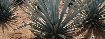 Agáve (Agave tequilana) Agáve (Agave tequilana)