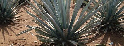 Agáve (Agave tequilana)