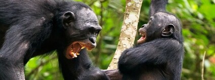 Foto: Sergey Uryadnikov / Shutterstock