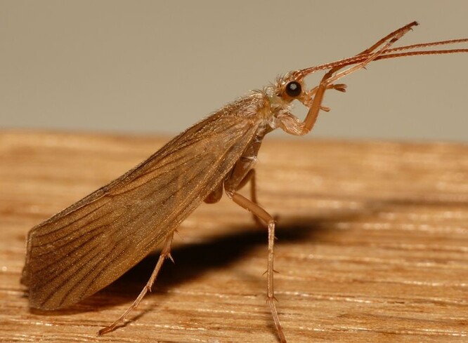 Běžným obyvatelem sedimentačních nádrží byl například tento zranitelný druh chrostíka, Agrypnia pagetana.