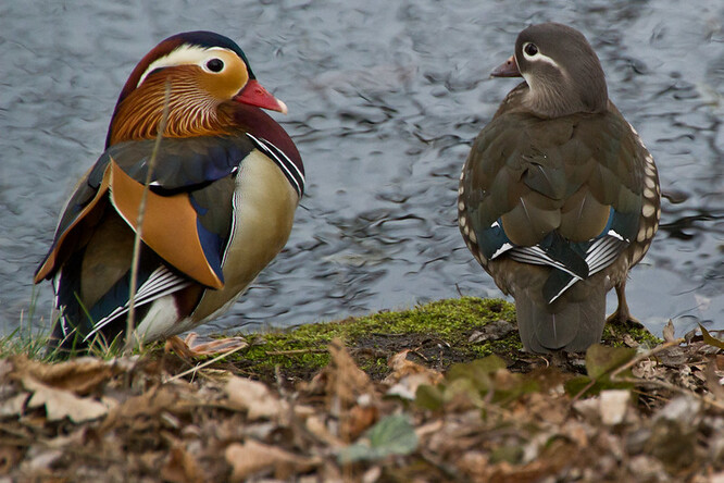 Kachnička mandarínská je asijský druh vrubozobého ptáka, rozšířený u chovatelů. Kačer je považován za jednoho z nejbarevnějších vrubozobých ptáků vůbec. Přirozeně se vyskytuje na Dálném východě.