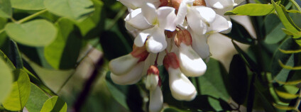 Trnovník akát Foto: Maljalen Shutterstock