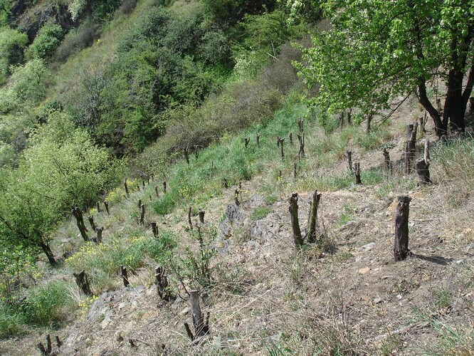 Pohled na akátinu po ošetření a odstranění stromů