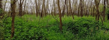 Podrost akátin je chudý, přežívají tu hlavně rostliny jako kopřiva nebo svízel, které snesou nadbytek živin. Foto: Zuzana Chlumská Biologické centrum AV ČR / MHMP