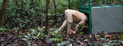 foto: BOSF 2018 / Denny Kurniawan / orangutan.or.id