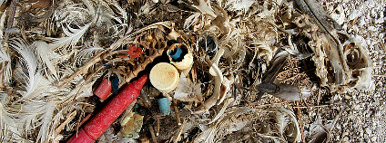 Foto: Duncan Wright/Wikimedia Commons/USFWS