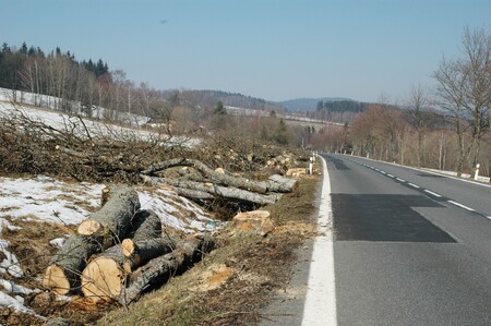 Vykácená alej.