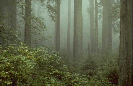 Rostliny rostou díky nepřetržitému dělení malého počtu takzvaných meristematických buněk, které se nacházejí na vrcholu stonků, v poupatech a špičkách kořenů