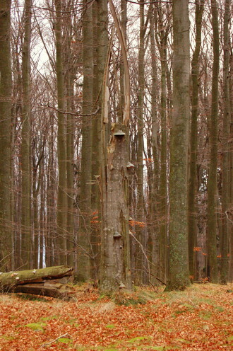 Jižní Čechy nejsou jen Šumava. Na obrázku bezzásahový les na Kleti