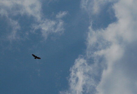 Mezi nejčastější záznamy patří pozorování káně obecné. Ilustrační snímek.