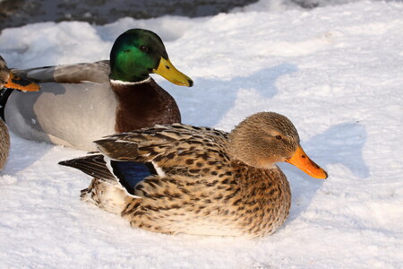 Divoce žijící ptáci původem z Česka, například kachny, volavky, husy či potápky, na dvou rybníkách v areálu safari zůstávají přes zimu