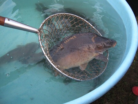 Ve dvou pražských rybnících ve Vinoři se vyskytla kapří herpes viróza.  Ilustarční snímek.