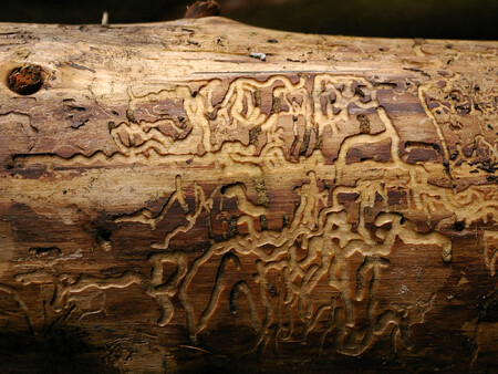 Šumavský národní park letos podle odhadů zpracuje 30.000 až 40.000 krychlových metrů kůrovcového dřeva. / ilustrační foto