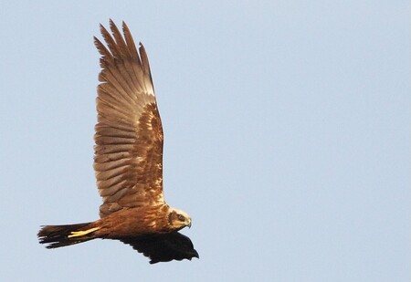 Nález zraněných dravců na poli u Kojetína byl ornitologům nahlášen na začátku týdne. Jednalo se celkem o čtyři jedince motáka pochopa, kteří byli převezeni do záchranné stanice a ošetřeni u veterináře. Dva z nich ale utrpěli tak závažná střelná poranění, že museli být následně utraceni. V tělech všech čtyř ptáků rentgen odhalil broky / Na ilustračním fotu je moták pochop.