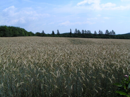 Mají "staré" metody do budoucna šanci na větší rozšíření? Mnozí tvrdí, že ano. Ilustrační foto.
