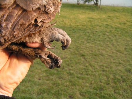 Mezi zvířaty přijatými ve stanici bylo nejvíce ptáků, více než tisícovka. Pastí se pro ptáky může stát i komín. / Na snímku puštík obecný s obroušenými drápy, který byl nalezen v krbu rekreační chalupy.