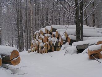 Tak jak to prodáme? Na snímku bukové dřevo v Jizerských horách