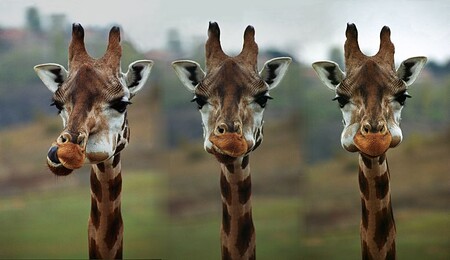 V roce 1985 bylo na světě asi 151.000 až 163.000 žiraf, v loňském roce jich však podle Mezinárodního svazu na ochranu přírody bylo už jen 97.562.