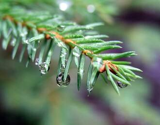 Na konci století ubude lokalit vhodných pro růst smrku Na konci století ubude lokalit vhodných pro růst smrku