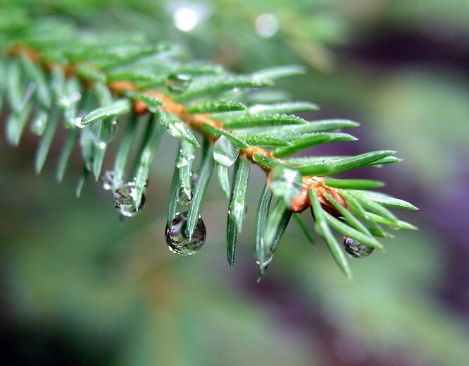 Kvůli výskytu sypavky a kůrovce nechal Frýdlant od léta do září posoudit stav jehličnanů, hlavně smrků ztepilých a pichlavých na území města.