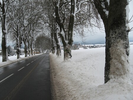 Podle ředitelky organizace Stromy pro město Emmy Hillové se skutečný počet zabitých stromů projeví až na jaře, nicméně již nyní se obává, že se budou pohybovat v řádech tisíců. Ilustrační foto.