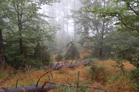 Stejně jako jinde na Zemi i v ČR stojí za ubýváním rostlinných a živočišných druhů podle ekologů především rozrůstající se zástavba, intenzivní zemědělství a kácení přirozených lesů