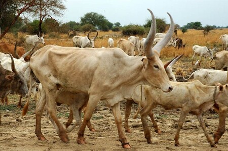 Šťáva z drcených listů tzv. divokého čaje funguje jako účinný pesticid, který likviduje krvesajný hmyz, aniž by ubližoval kravám a kozám.