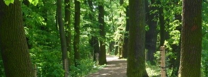 foto: Lesy České republiky