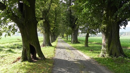 .Valdštejnská lipová alej v Zahrádkách u České Lípy