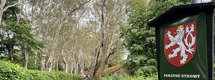 Platanová alej v Protivíně Foto: Arnika