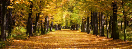 Alej na podzim Foto: Vera Kailova / Shutterstock