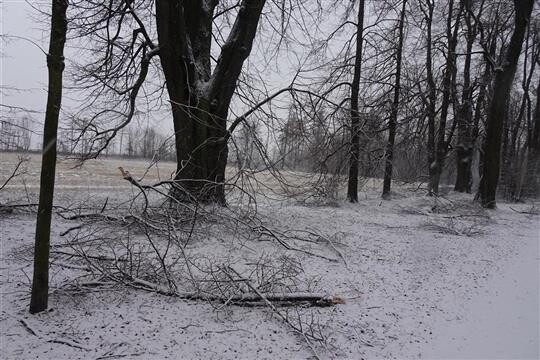 Vítr alej poškodil koncem roku. Ještě nedávno tuto její část chránil blízký lesní porost, který byl ale vykácen kvůli kůrovcové kalamitě.