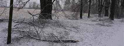 Poškození lipové aleje na Uhlířský vrch v Bruntále Foto: MÚ Bruntál