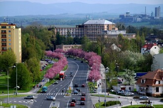 Stromy okolo silnic, městských ulic, ale i drobných cestiček do naší krajiny rozhodně patří, připomíná anketou Arnika