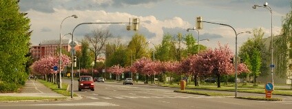 Alej roku 2014 - Sakurové stromořadí v karviné Foto: Arnika