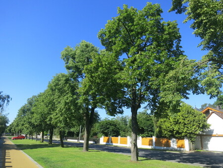 Město chtělo desítky stromů porazit už v minulosti, narazilo ale na odpor části veřejnosti.