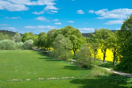 Budkovanská pohádková alej - Alej roku 2015