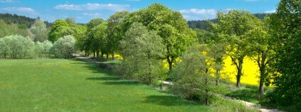 Budkovanská pohádková alej - Alej roku 2015