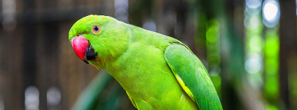 Alexandr malý Foto: Muzhik Shutterstock