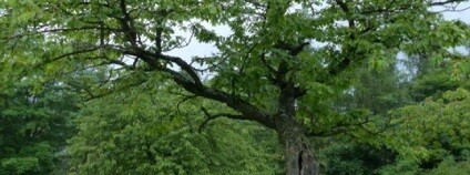 foto: Jan Moravec / Český svaz ochránců přírody