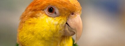 Amazónek bělobřichý Foto: Nathan Rupert Flickr