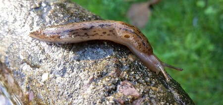 Britští výzkumníci hledají dobrovolníky ochotné po dobu jednoho roku vědecky pozorovat život slimáků na vlastní zahradě. Vědci z univerzity v Newcastlu chtějí při studii určit, kolik žije v Británii druhů slimáků a co je v jakou denní dobu zajímá.