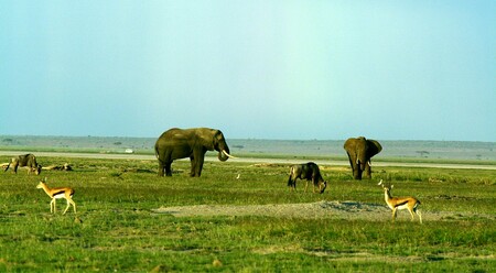 „Obdobně jako orchideje nemohou přežít bez specifických opylovačů, řada rostlinných druhů se bez slonů přestane úspěšně šířit,“ tvrdí autoři studie.