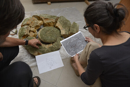 V laboratoři je potom konzervátor Jiří Belis odborně očistil od povrchových nečistot, zejména nánosů zelených řas, a sestavil do původního tvaru. Šlo doslova o „silovou modelařinu“, některé části amonita vážily i po vysušení až 15 kg (celá schránka pak kolem 70 kilogramů)