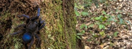 foto: Andrew Snyder / Global Wildlife Concervation