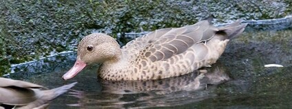 Čírka černoskvrnná Foto: Leyo Wikimedia Commons