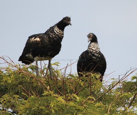 Mezi první obyvatele stanice patří hejno kamišů růžkatých, robustních ptáků z bažinatých tropických oblastí Jižní Ameriky.